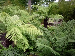 dicksonia-antarctica-__-3